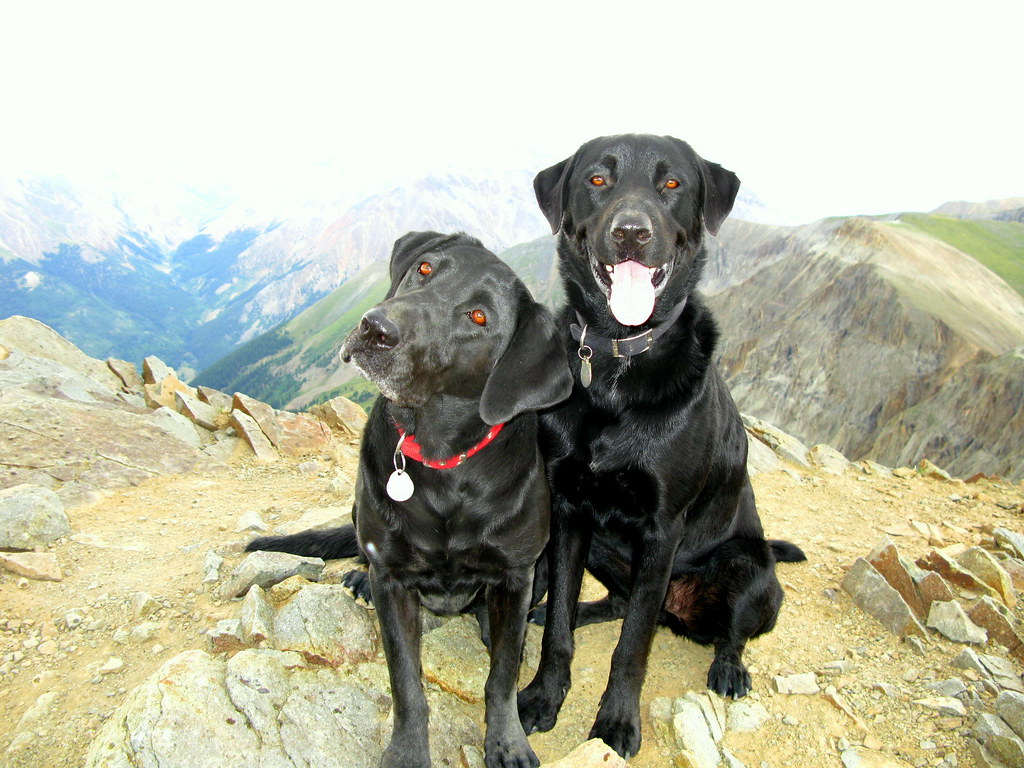 Cani-rando