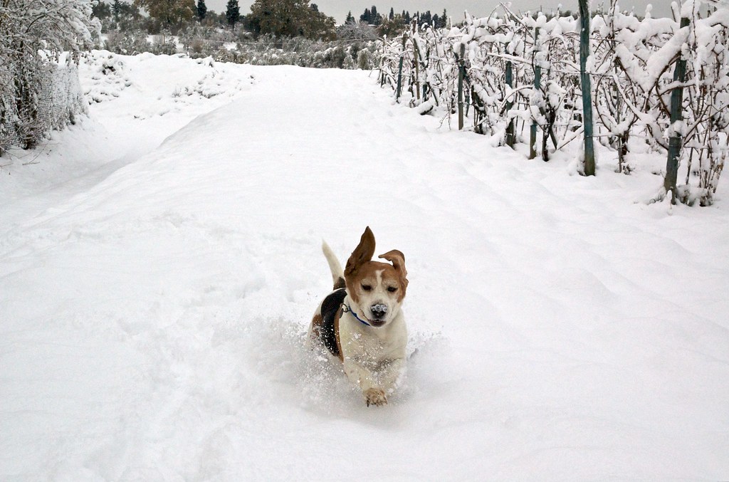 Neige & attelage